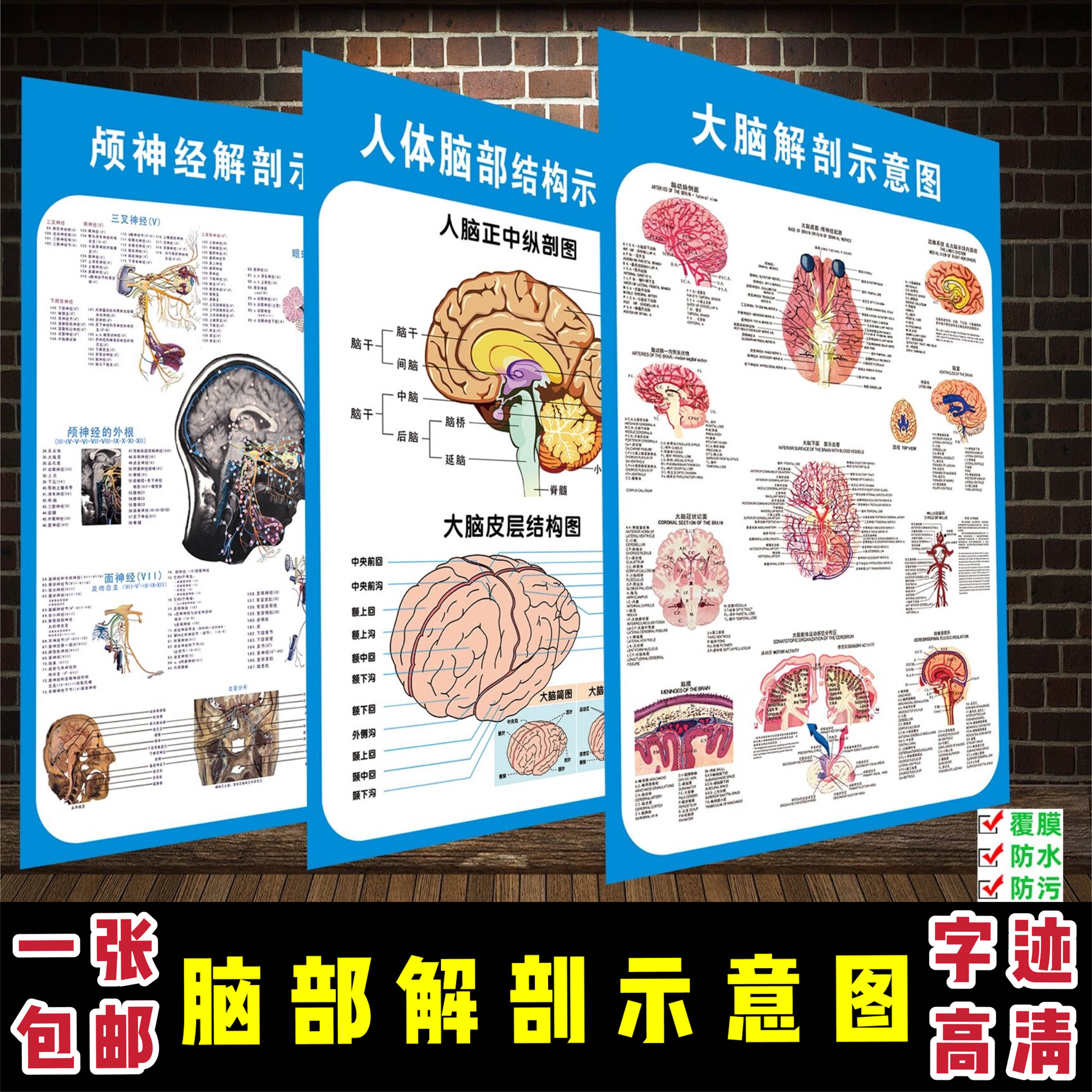 大脑解剖图脑系统示意图医院布置海报医学宣传人体器官解剖挂图
