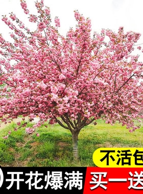 樱花树苗庭院种植日本晚樱花树名贵风景树四季盆栽南北方绿化树苗
