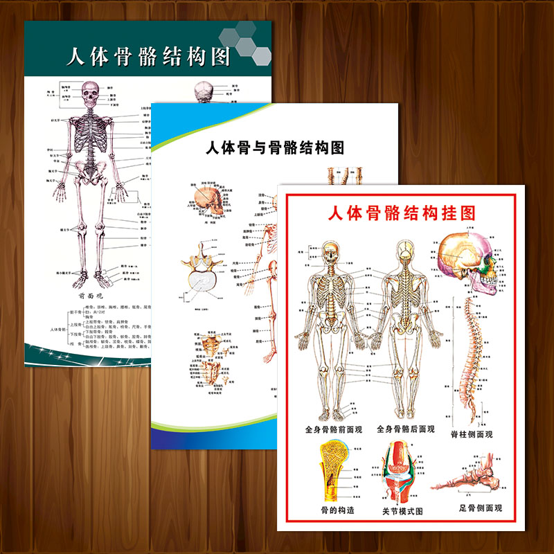 骨骼WSA挂画图解剖示意科室宣传画图墙结构挂图贴画医院海报人体