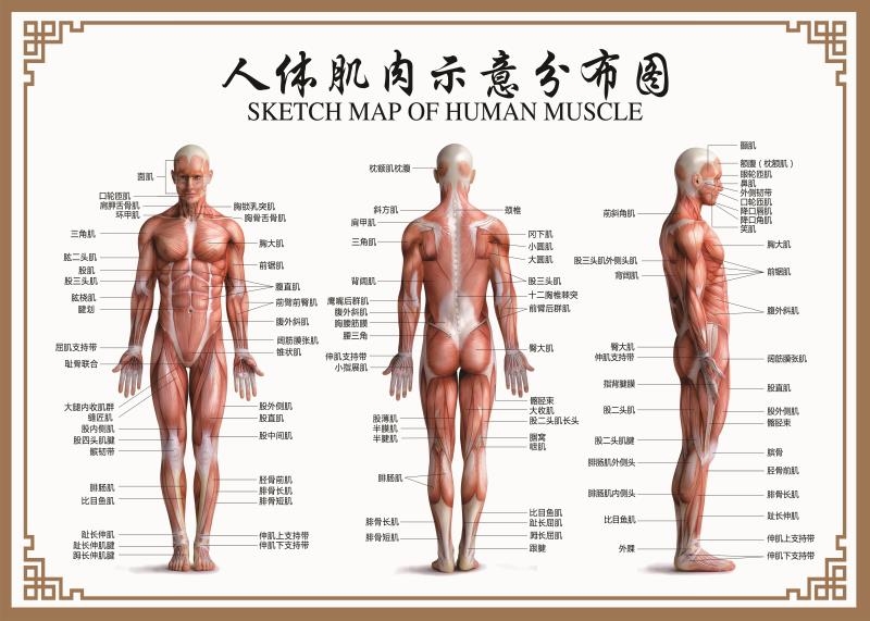人体肌肉分布解剖图挂图内脏结构图全身器官经络穴位图骨骼示意图