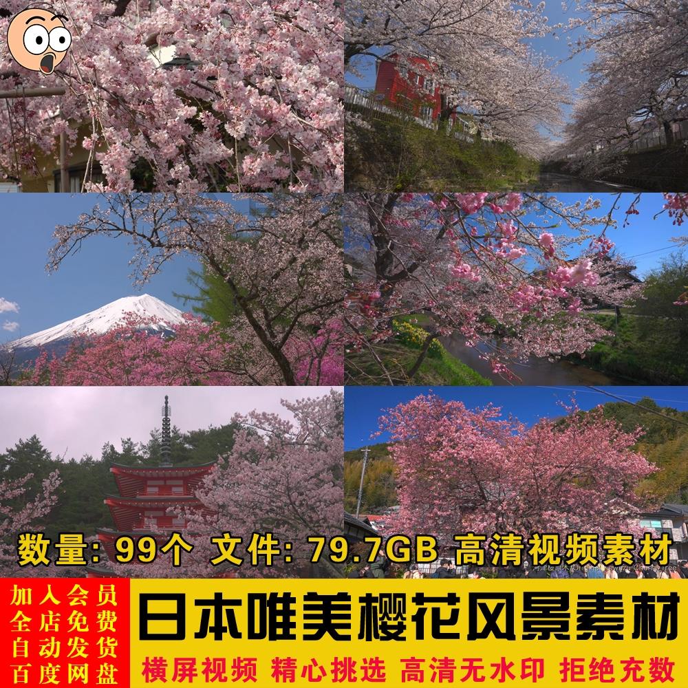 日本唯美高清盛开花朵樱花旅游拍摄风景短视频自媒体剪辑背景素材