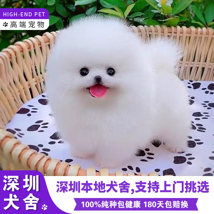 深圳出售高品质纯种博美犬幼犬 详情请咨询客服观看视频挑选了解