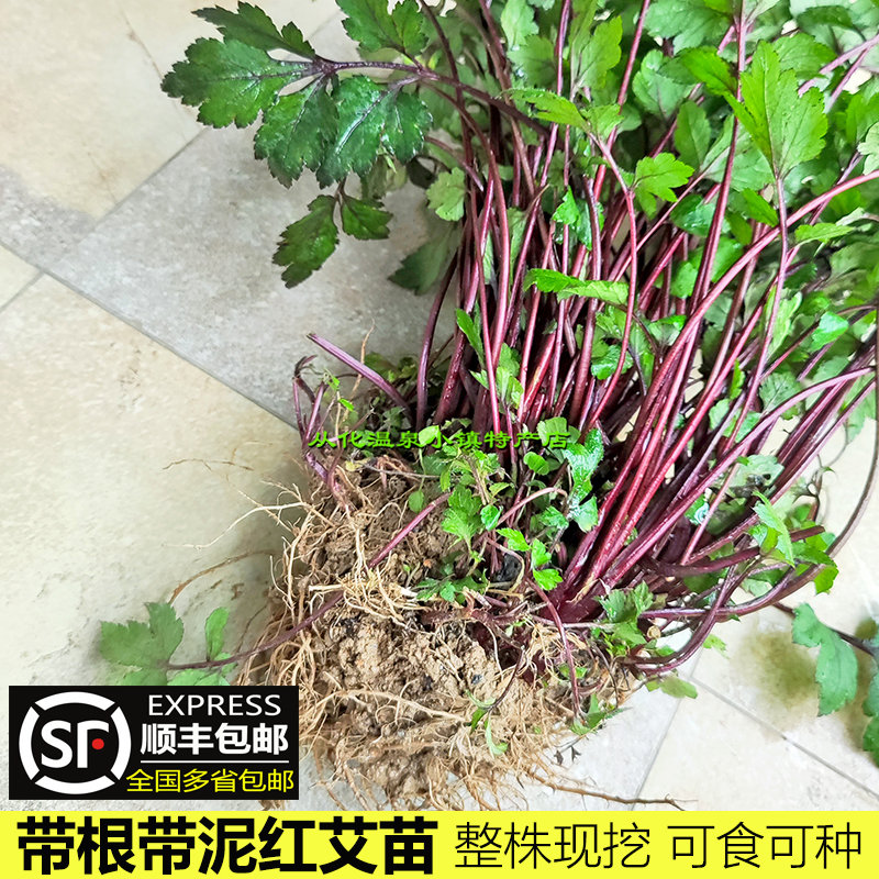 新鲜红艾草苗盆栽可食用珍珠菜苗250g带根艾苗室内四季绿植红艾苗