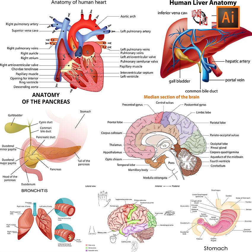 健康医学心脏大脑胃肺肝脏人体器官解剖面图说明AI矢量设计素材