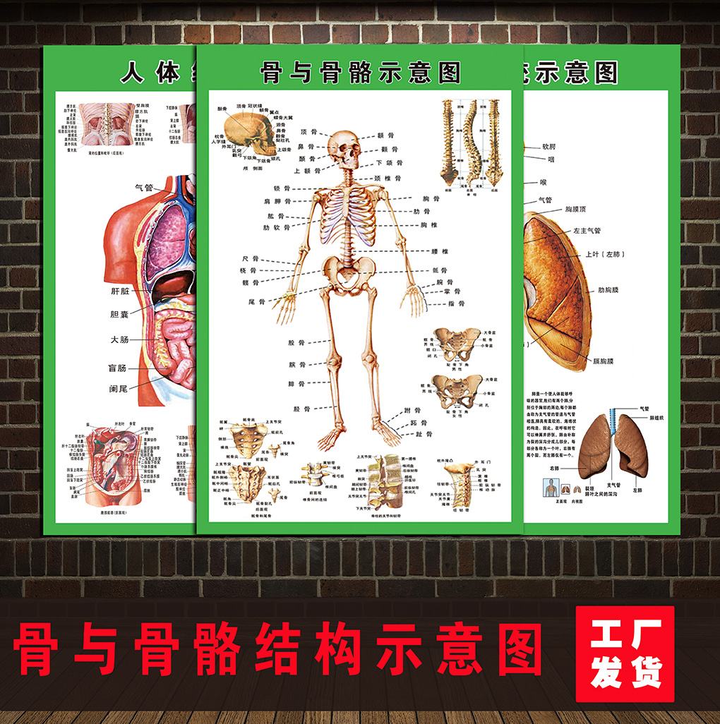 人体全身骨骼结构示意图肌肉结构解剖示意图医院解剖海报展板挂图