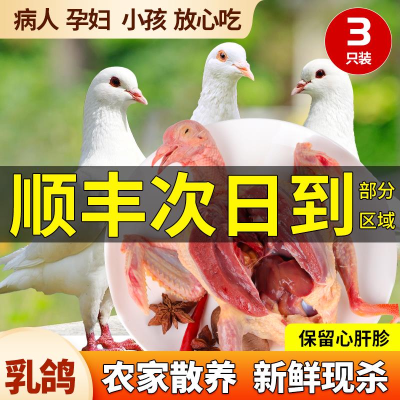 新鲜鸽子现杀顺丰包邮2/3只乳鸽生鲜出售鸽子肉鸽子汤肉鸽肉质鲜