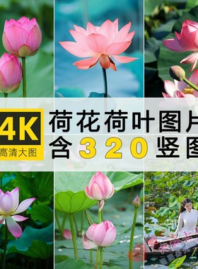 4K高清荷花图片花卉花朵摄影写生竖屏手机壁纸抖音快手自媒体素材