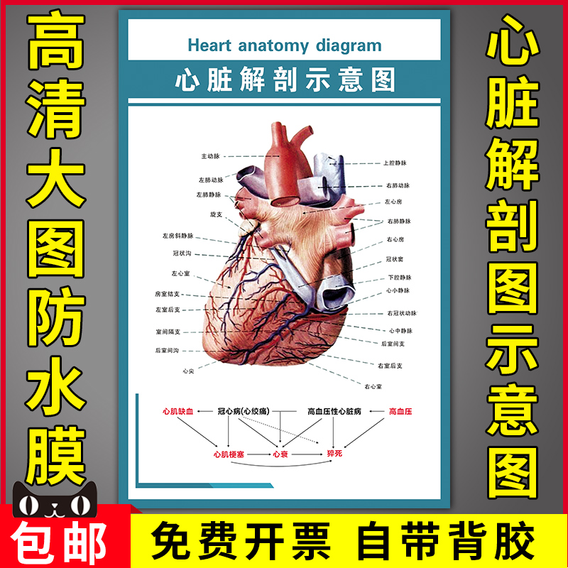 人体心脏血管结构解剖图大挂图医院科室宣传画心脏解剖示意图墙贴
