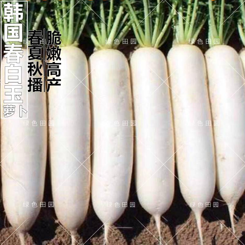 韩国进口白玉春萝卜种子田园春秋冬四季播九斤王蔬菜籽孑水果大全