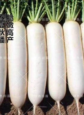 韩国进口白玉春萝卜种子田园春秋冬四季播九斤王蔬菜籽孑水果大全