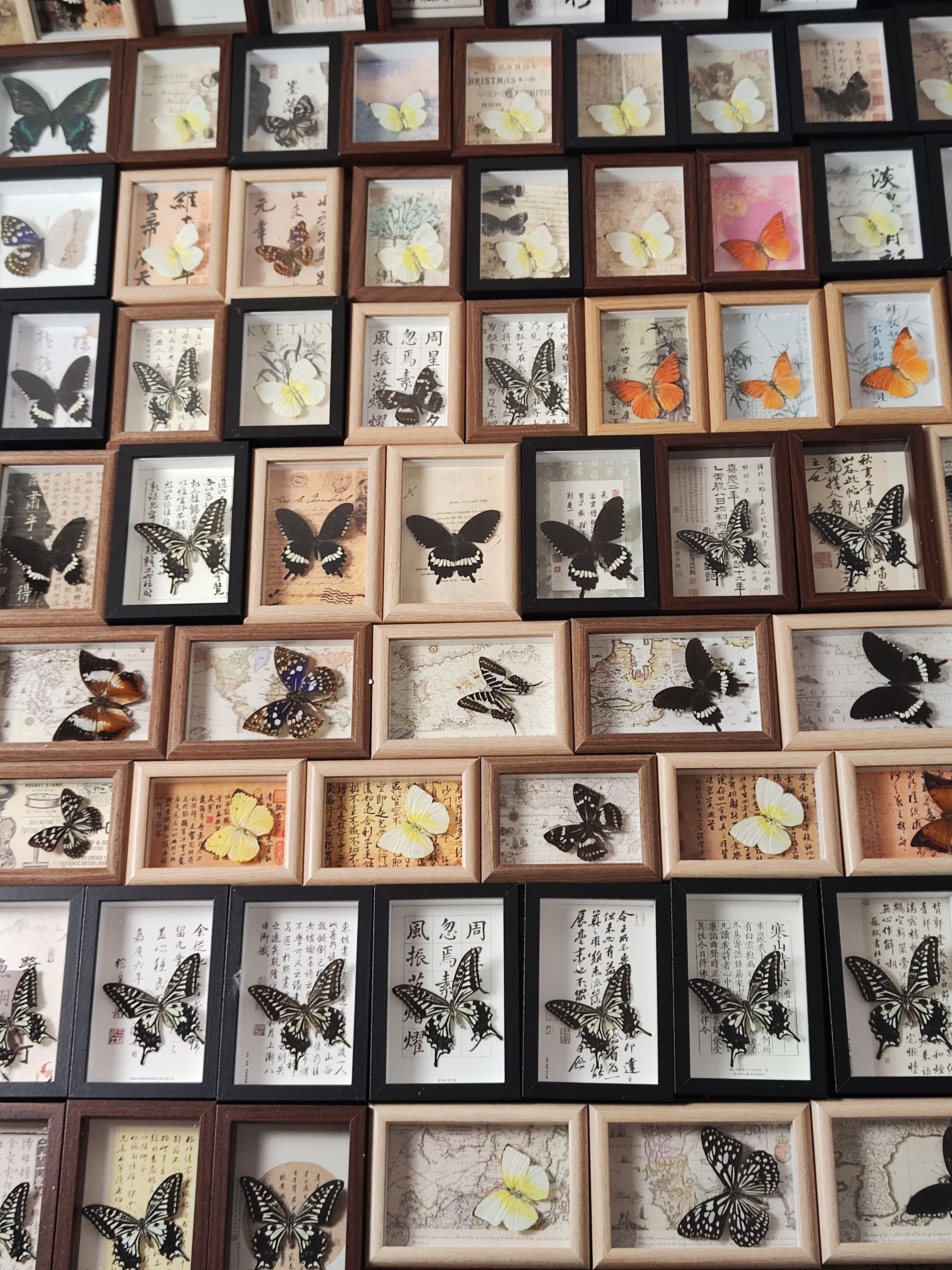 蝴蝶标本相框真蝴蝶盲盒摆件礼物生日幼儿园展示框挂画昆虫摄影翅