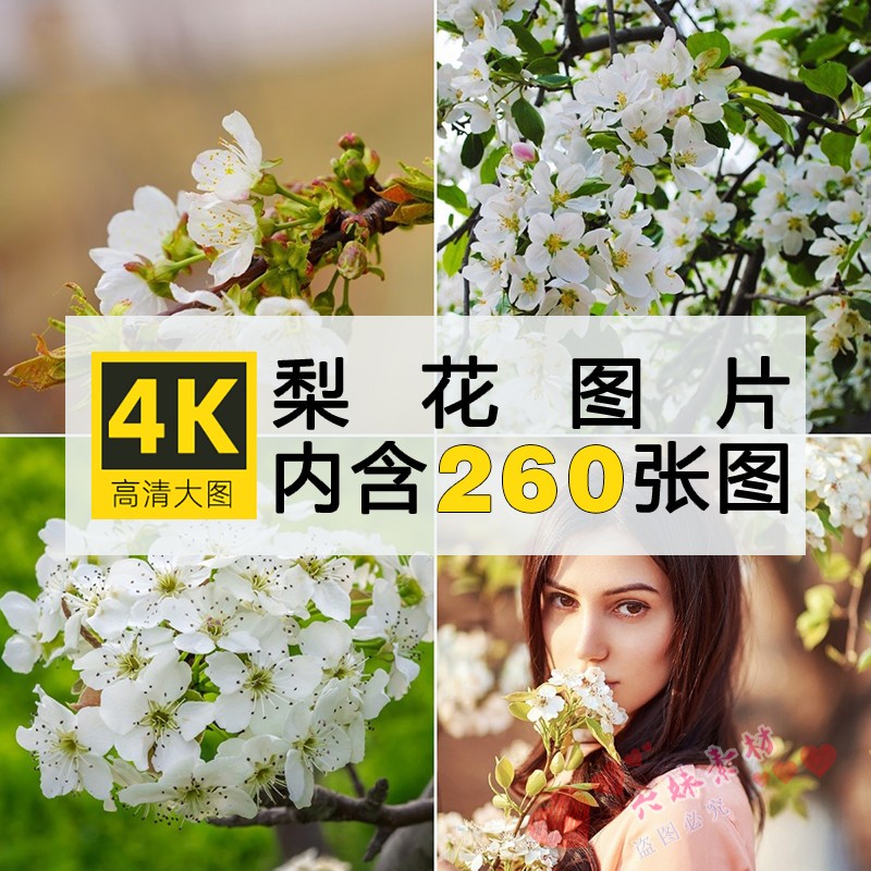 4K高清梨花图片白色树花朵花卉植物摄影特写照片电脑手机壁纸素材