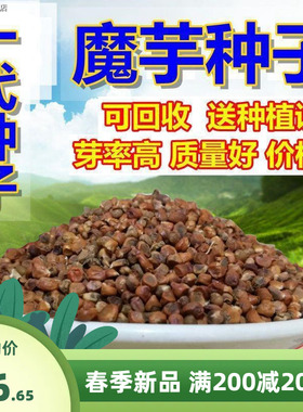 魔芋种籽一代云南省高产魔芋种子四季种植花魔芋籽珠芽中药材种籽