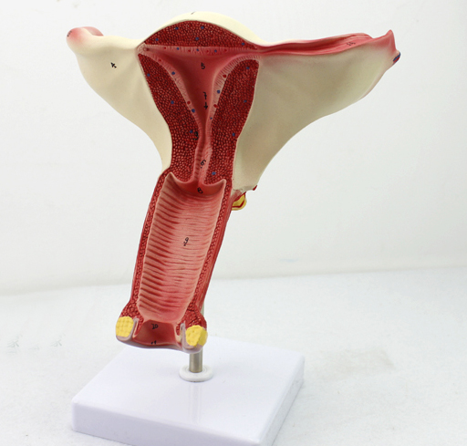 女性子宫模型卵巢输卵管模型女性生殖z系统解剖妇科妇产科教学妇