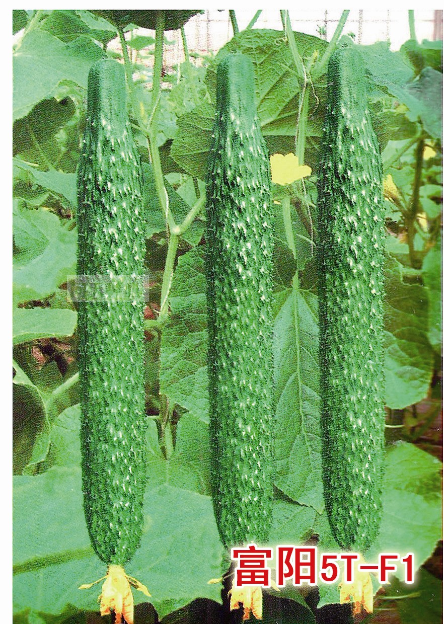 荷兰富阳5T-F1黄瓜蔬菜种子四季春夏秋冬季黄瓜苗高产籽孑秧苗