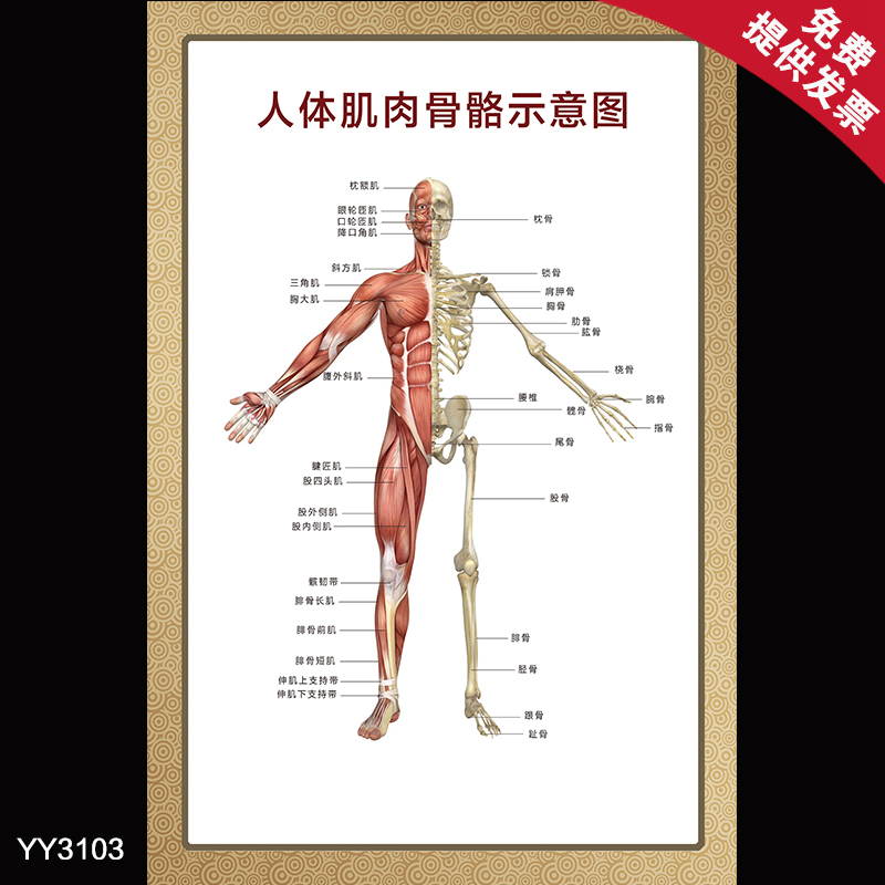 人体肌肉骨骼示意大挂图 医院科室人体结构解剖贴画 科室装饰海报