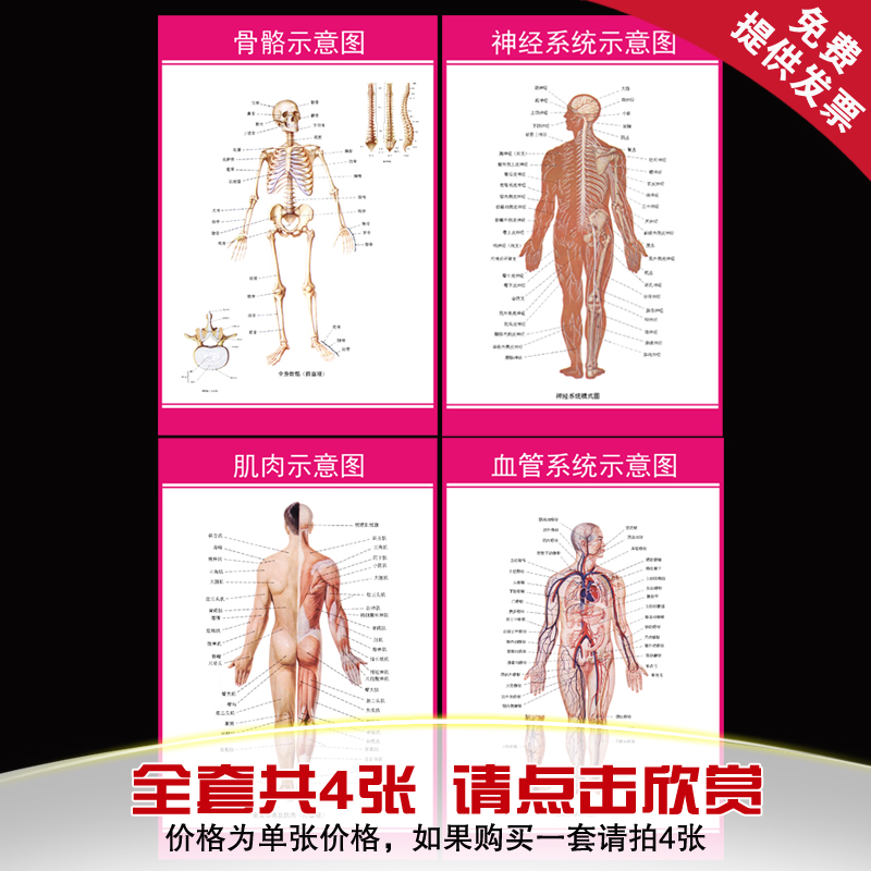 人体骨骼挂图 肌肉结构分析图医院健康知识宣传走廊装饰海报定做