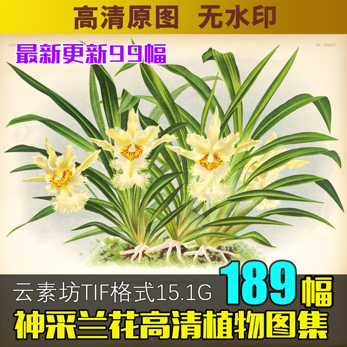 神采兰花高清植物花卉图片素材手绘图谱欧美式小清新装饰画芯图库