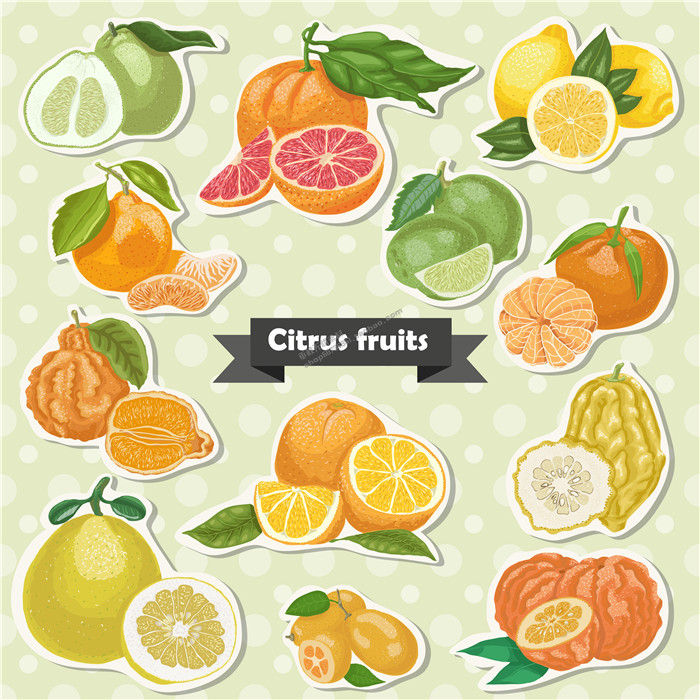 A0671矢量卡通水果柠檬柑橘橙子葡萄柚图标LOGO AI设计素材