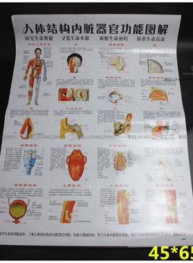 医院用诊所人体结构内脏器官功能图解挂图器官解剖图示意图海报