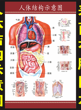 人体内脏解剖系统示意图医学宣传挂图人体器官心脏结构图医院海报