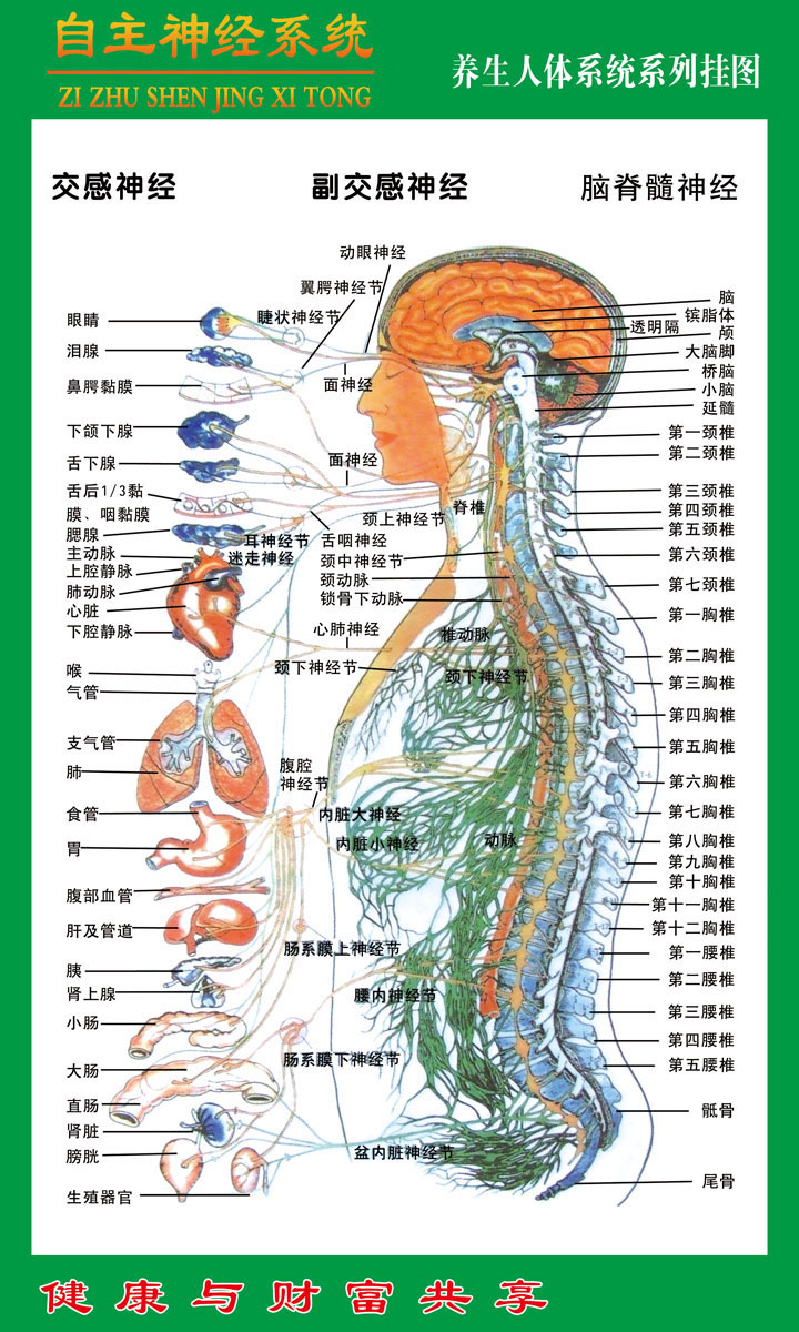 740海报印制展板写真喷绘贴纸30中医人体八大系统自主神经系统图