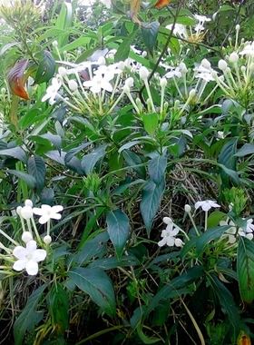 广西 本土丁香树白花滇丁香 庭院花卉植物 楼顶盆栽稀有品种绿植