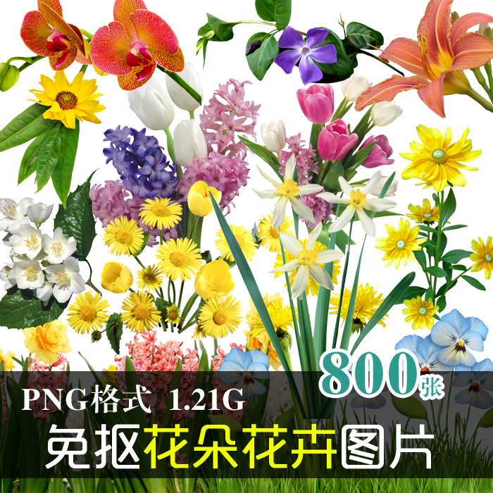 (J272)免抠PNG图片上百种实物花卉花朵植物水仙美化设计PS素材
