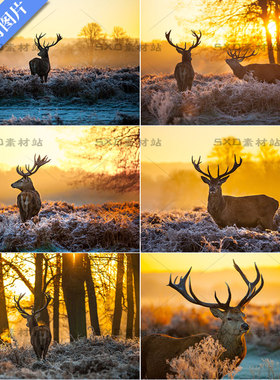 温暖在早晨的太阳下的麋鹿阳光高清图片 ps设计素材 25张JPG