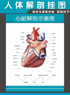 心脏解剖示意图 人体器官心脏血管系统结构挂图 医院宣传海报贴画