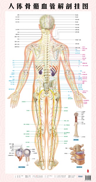 热卖正品人体八大运动系统、骨骼血管分布解剖挂图（背）