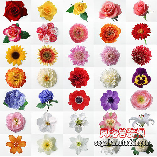 PS设计素材图库 鲜花花卉高清特写 自然静物背景图片200张