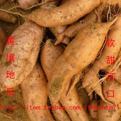 5斤包邮山东威海特产农家自产新鲜黄皮黄心地瓜黄壤红薯山芋番薯