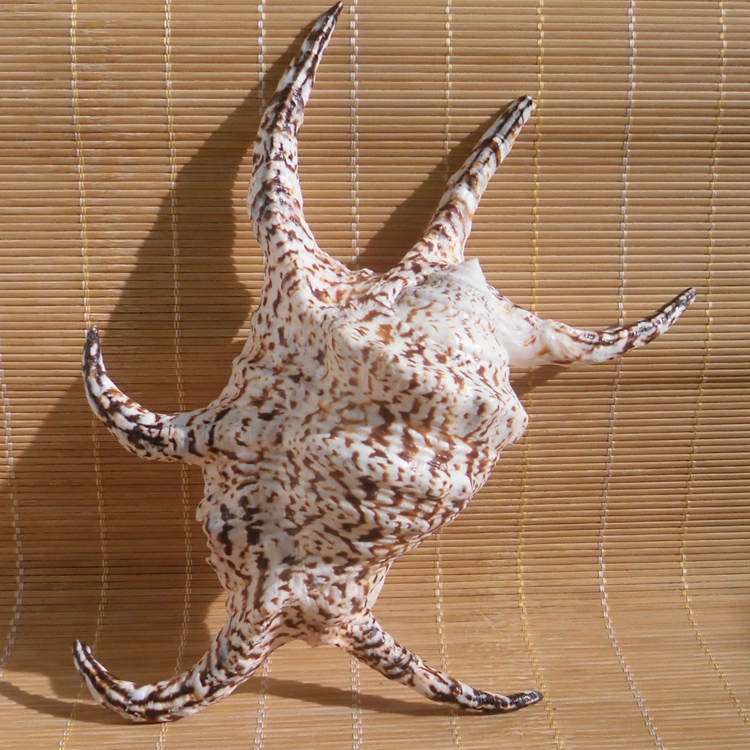 天然超大海螺贝壳蜘蛛螺笔架螺水字螺六角螺墙贴装饰水族鱼缸造景