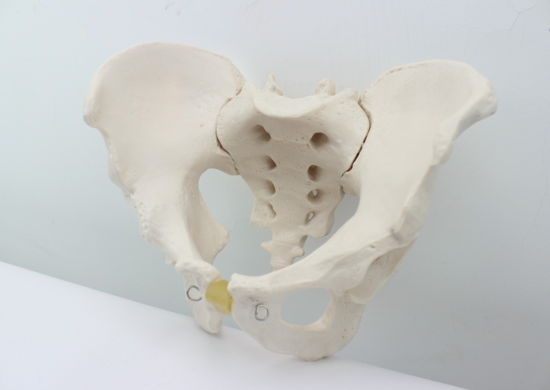 医学1：1大小男性骨盆标本模型髂骨坐骨耻骨演示标准人体骨骼模型