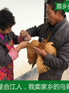 【空运包邮】泸州千年古镇尧坝农家放养土鸡老母鸡散养正宗乌骨鸡