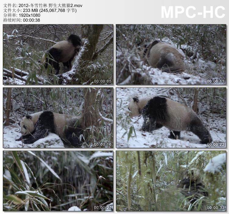 冬雪竹林野生大熊猫2 实拍视频素材