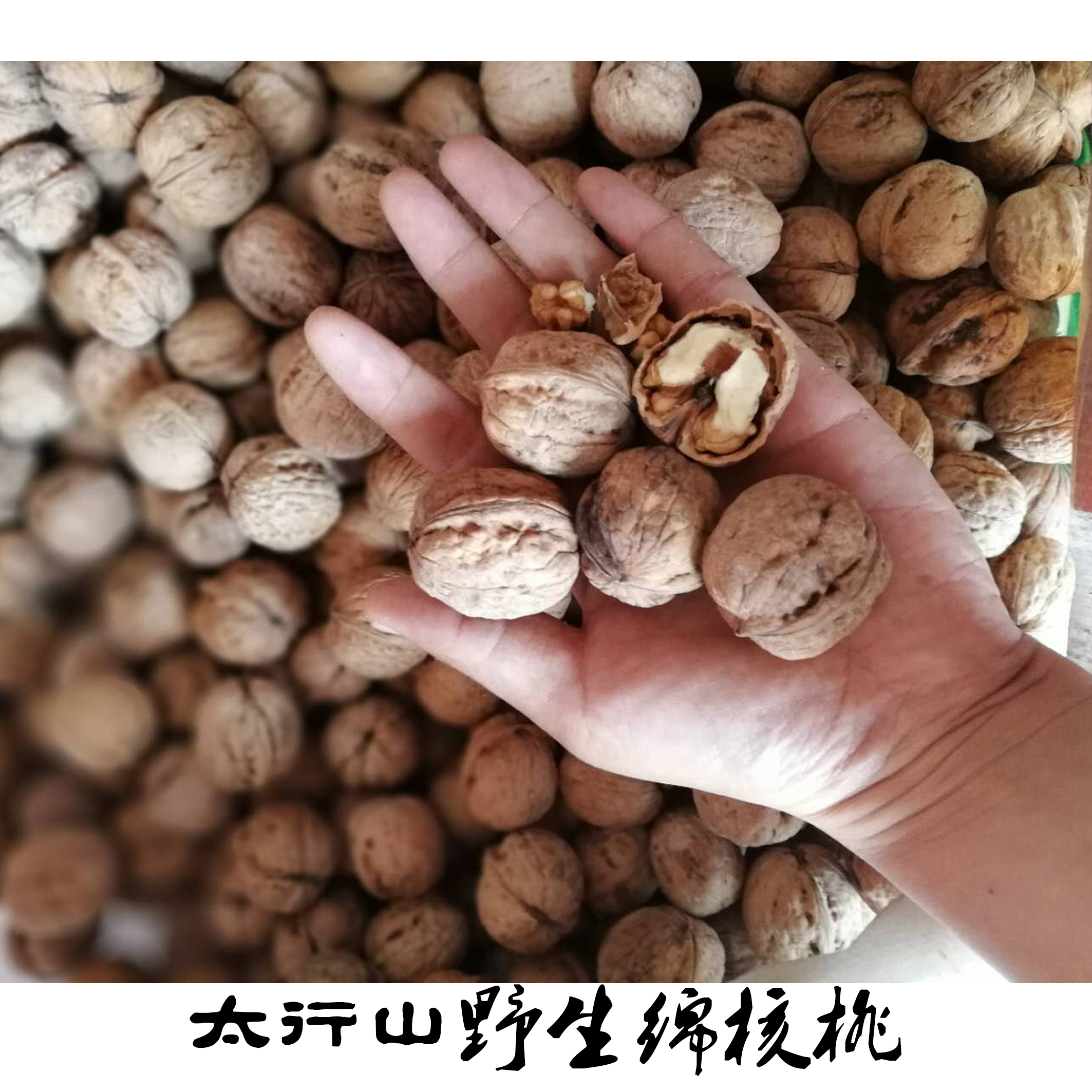 安阳林州太行山特产孕妇干果坚果老树绵核桃无漂白满5斤包邮