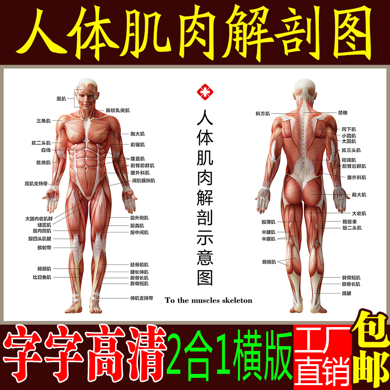 人体肌肉解剖图挂图结构分布图示意图海报宣传画骨骼图人体器官图