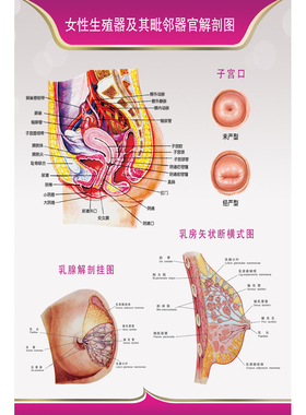 医学人体生殖器官结构图解剖示意图 医院女性生殖系统解剖图海报