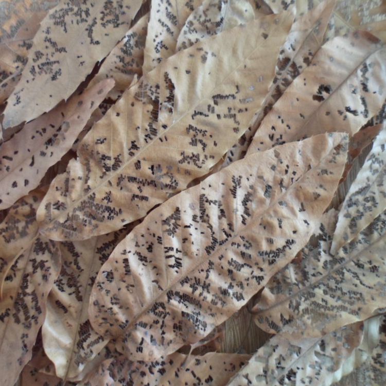 天然植物 带孔干树叶枯树叶6片 10片 带虫眼的干树叶 真树叶 拍照