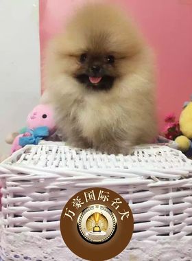 北京狗场出售茶杯球体博美幼犬奶油白色茶杯宠物狗活体 外地包运
