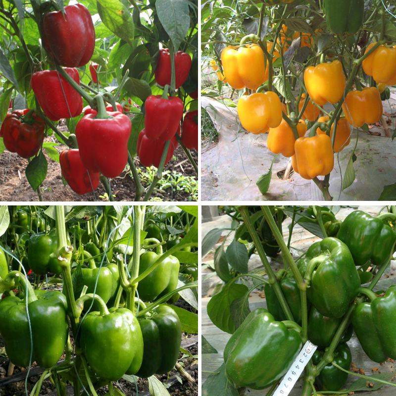 五彩红甜椒种子黄圆椒种籽太空椒辣椒种苗四季易种植盆栽蔬菜种孑