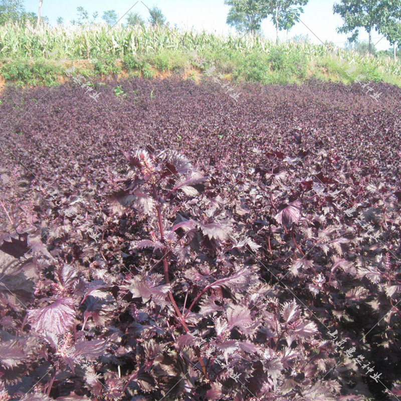 紫苏种子皱叶夏秋季赤苏苏子叶阳台盆栽蔬菜种孑农家食用香草种籽