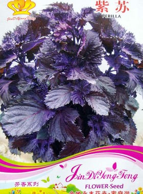紫苏种子 紫叶苏 可食用 四季阳台盆栽 蔬菜种子 满9.9元包邮