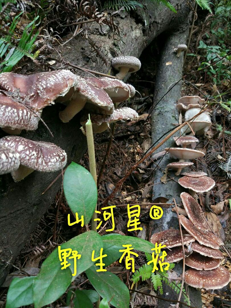山河星种植食用菌棒蘑菇菌包生态香菇菌盆栽椴木头树菇冬菇花菇