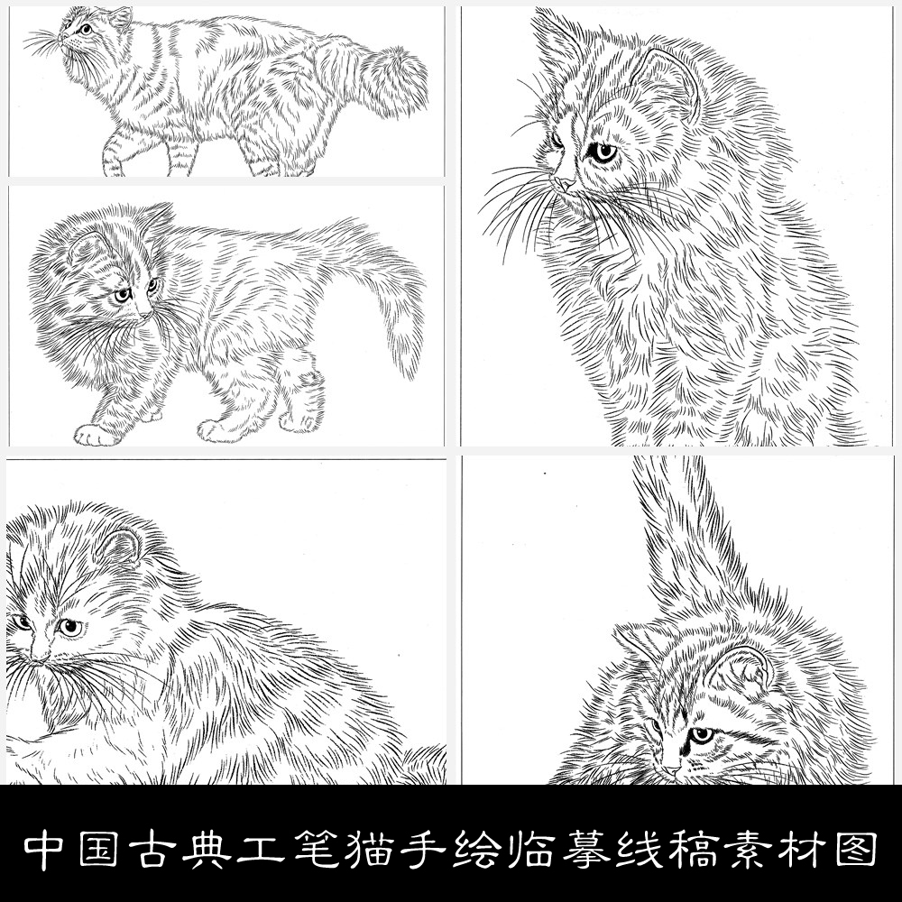 NO中国古典工笔猫手绘临摹线稿素材图库16 49.7MB JPG格式