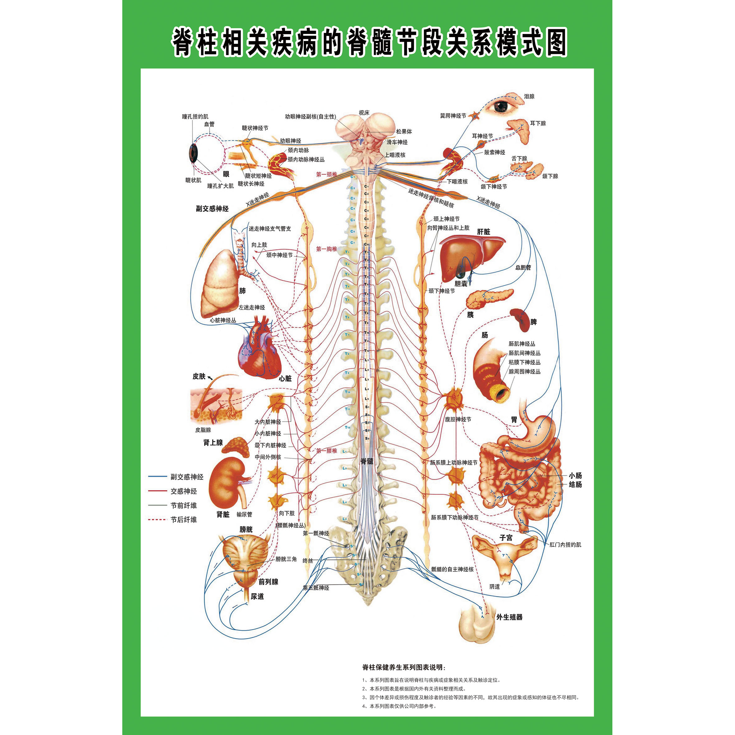 脊椎相关疾病的脊髓节段关系模式图示意图人体解剖图海报挂图展板