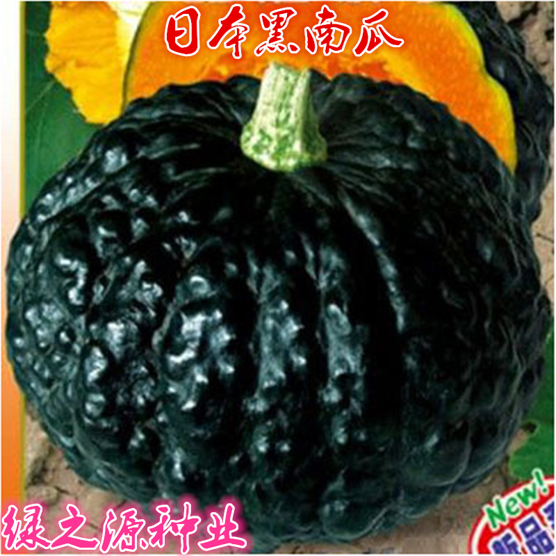 日本黑皮南瓜种子青蟾小疙瘩高产白南瓜特色丑瓜南瓜春夏四季盆栽
