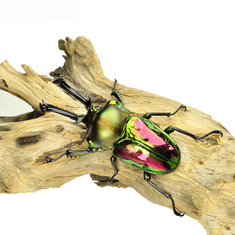 澳洲彩虹锹甲独角仙甲虫宠物幼虫成虫锹形虫昆虫活体彩色甲壳虫